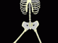ani-skeleton-144x257