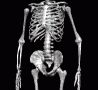 ani-skeleton-98x291
